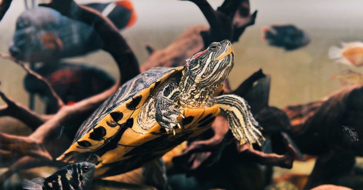 Tortuga nadando en el agua de un acuaterrario