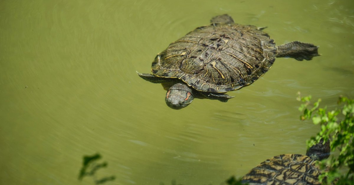 Galápago de orejas rojas asomando la cabeza fuera del agua en un acuaterrario