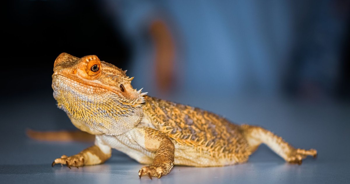 Reptil apoyado sobre una rama dentro de un terrario con iluminación cálida