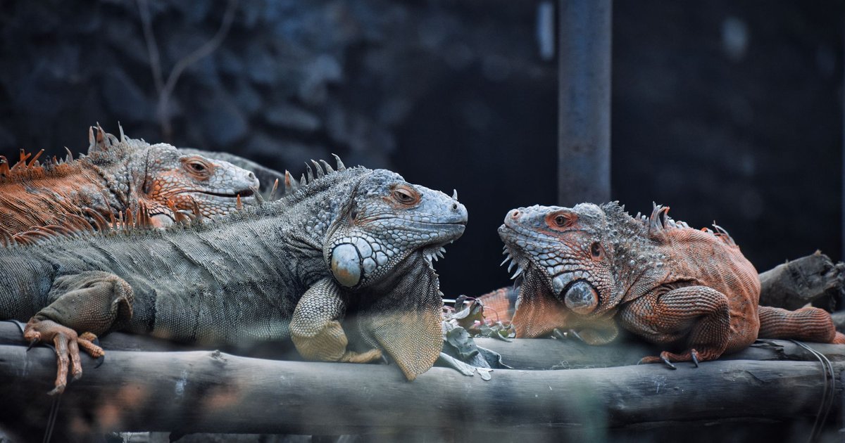 Iguana verde posada sobre una rama dentro de un terrario iluminado