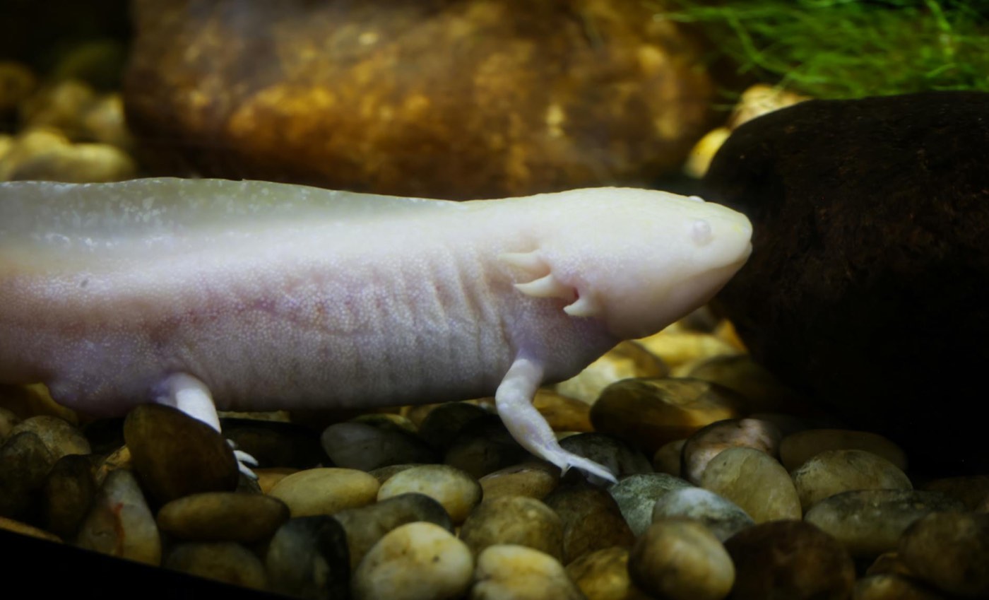 Axolote claro con branquias externas