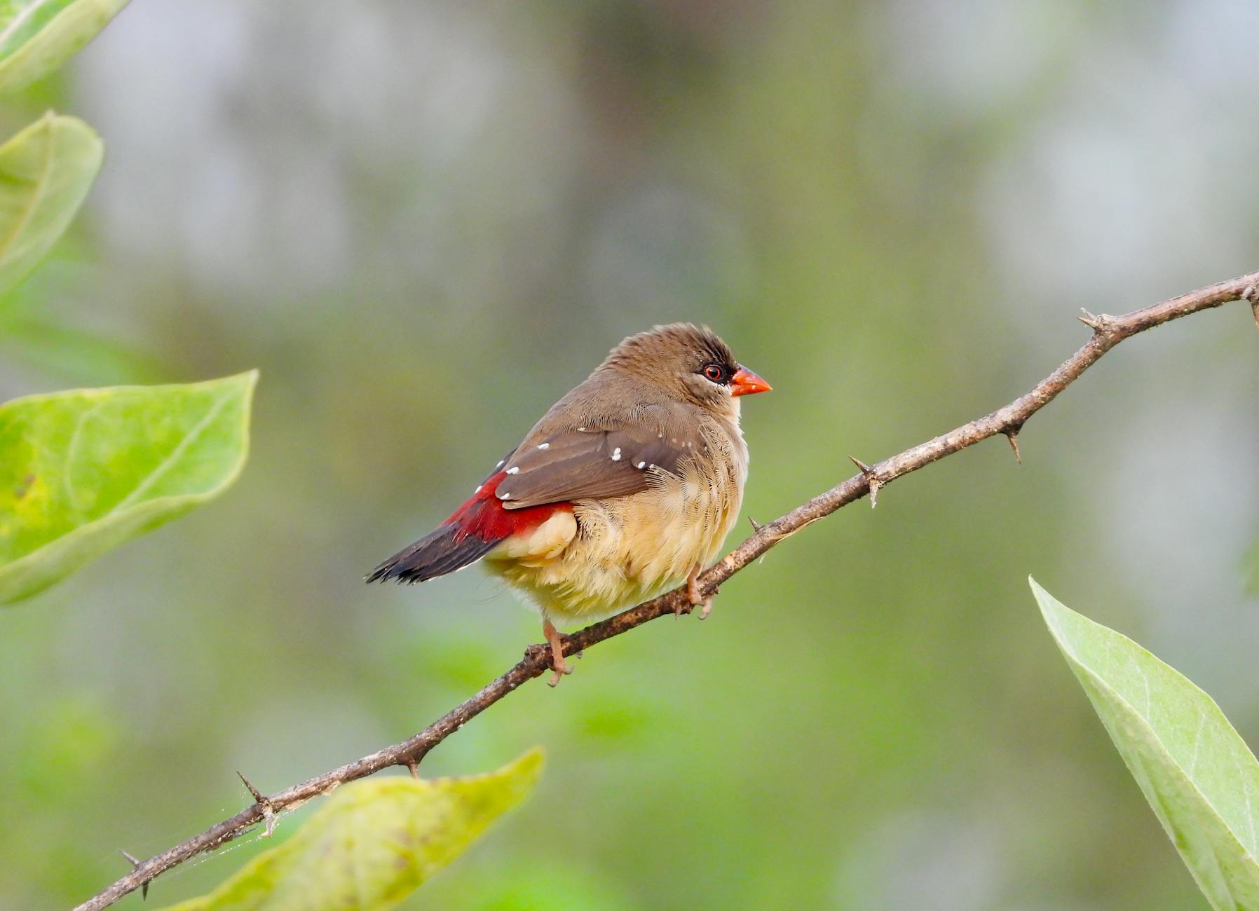 Bengalí rojo macho en plumaje de celo