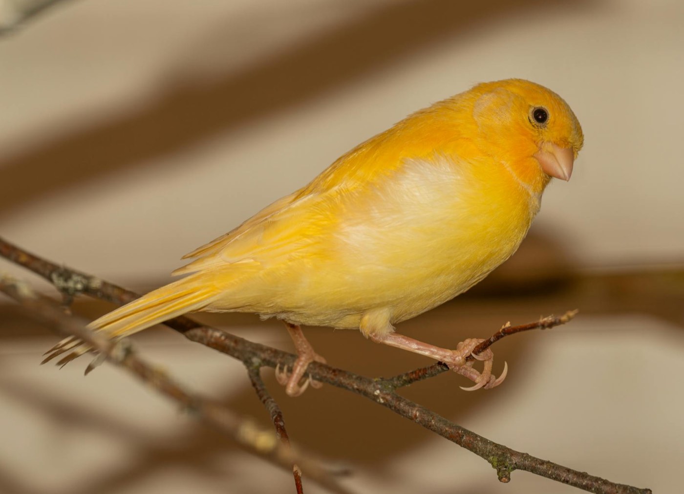 Canario amarillo posado