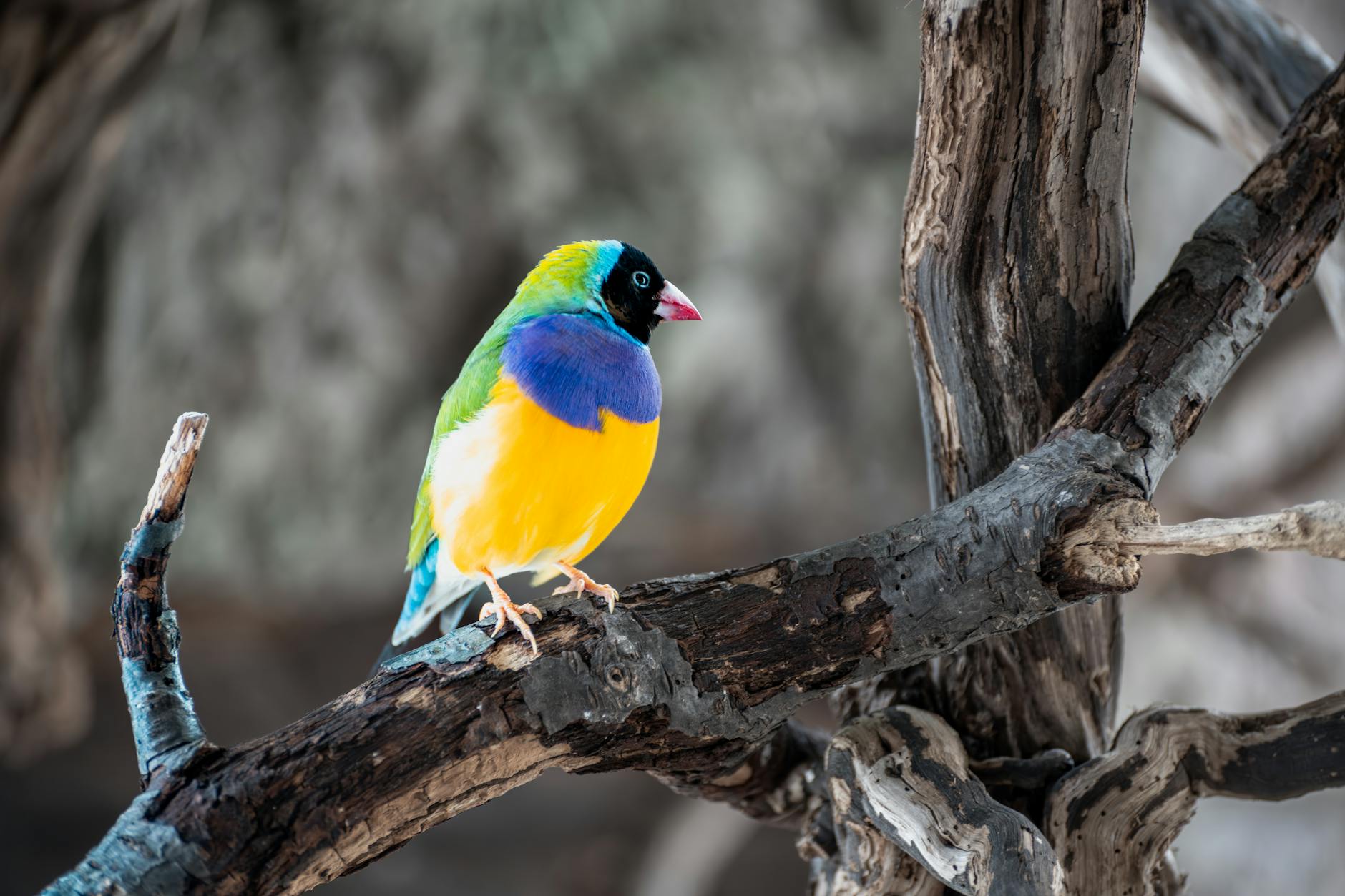 Diamante de Gould, pinzón de colores vivos
