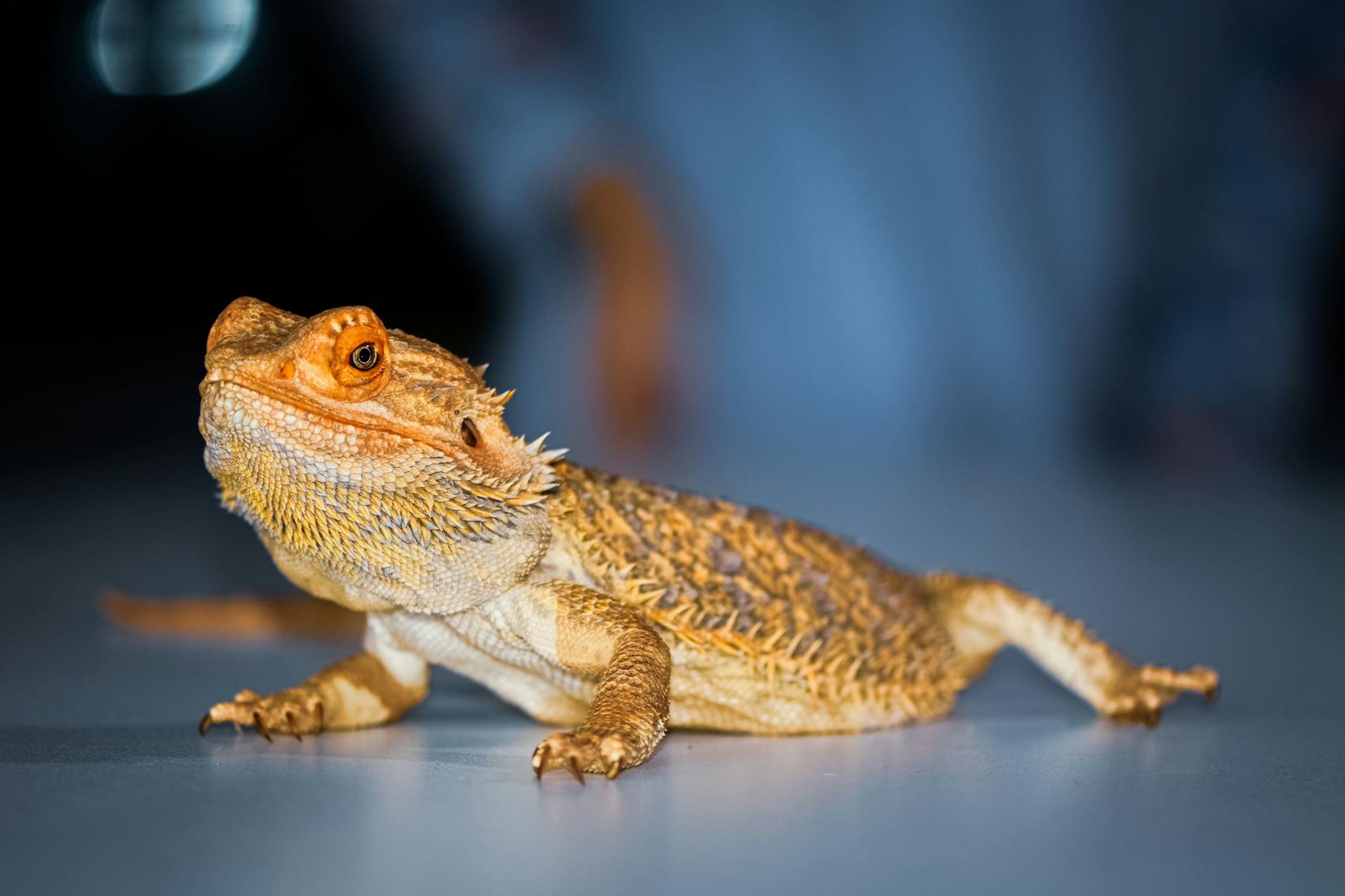 Reptil sobre rama en terrario