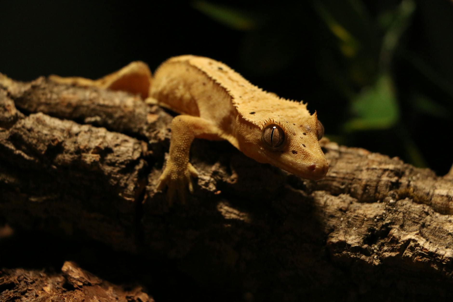 Gecko crestado trepando por una rama