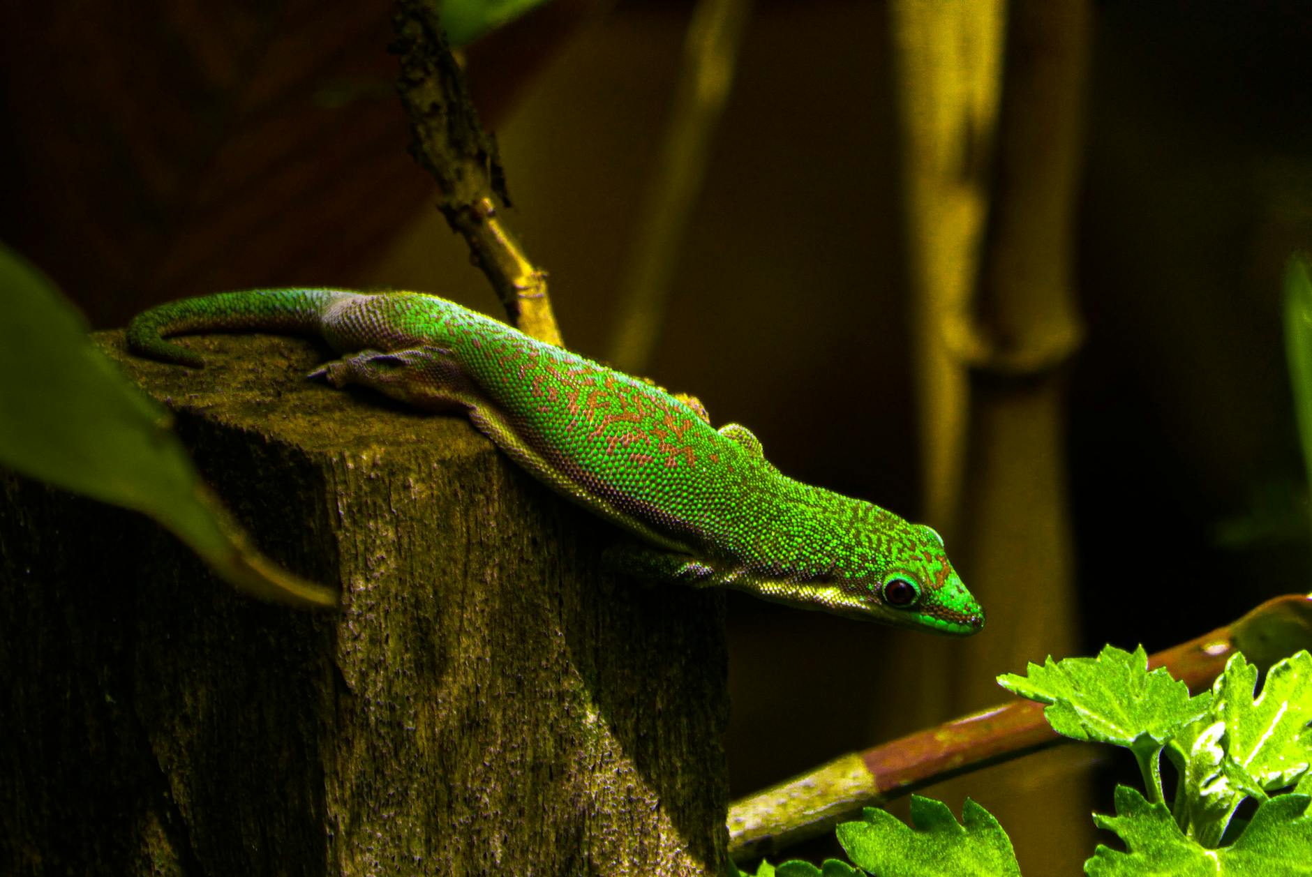 Gecko diurno de Madagascar verde con motas rojas