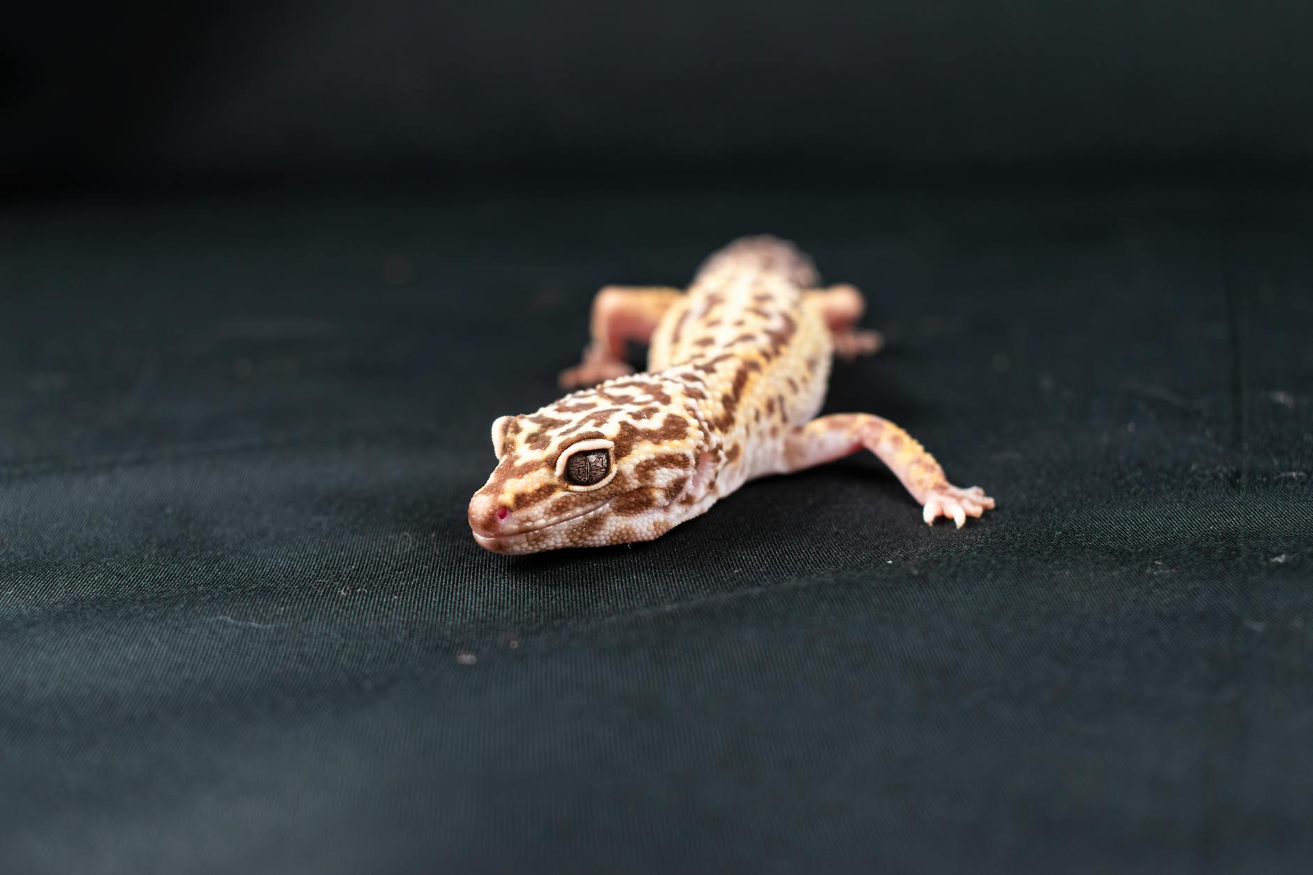 Gecko leopardo