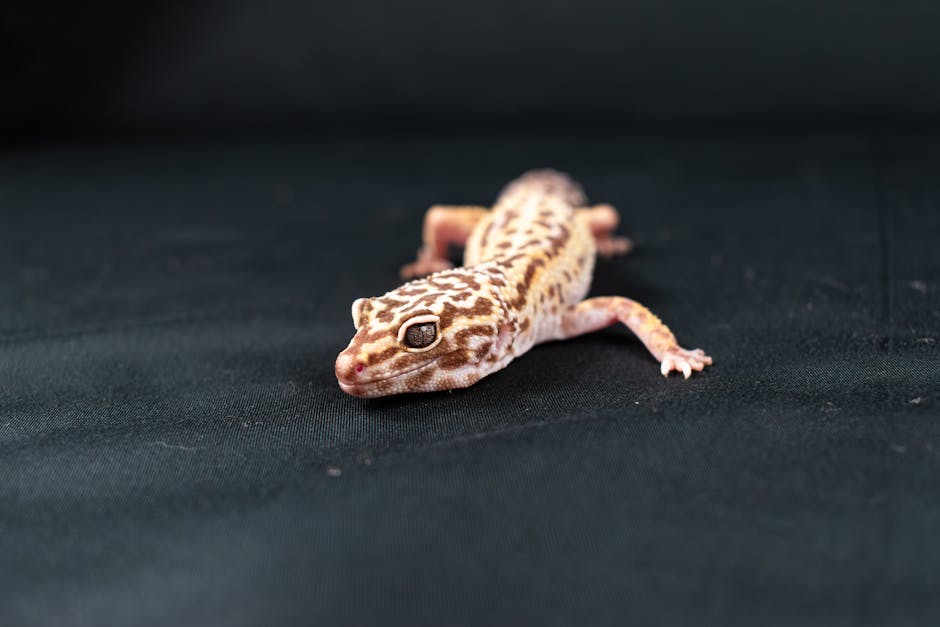 Gecko leopardo, reptil de iniciación