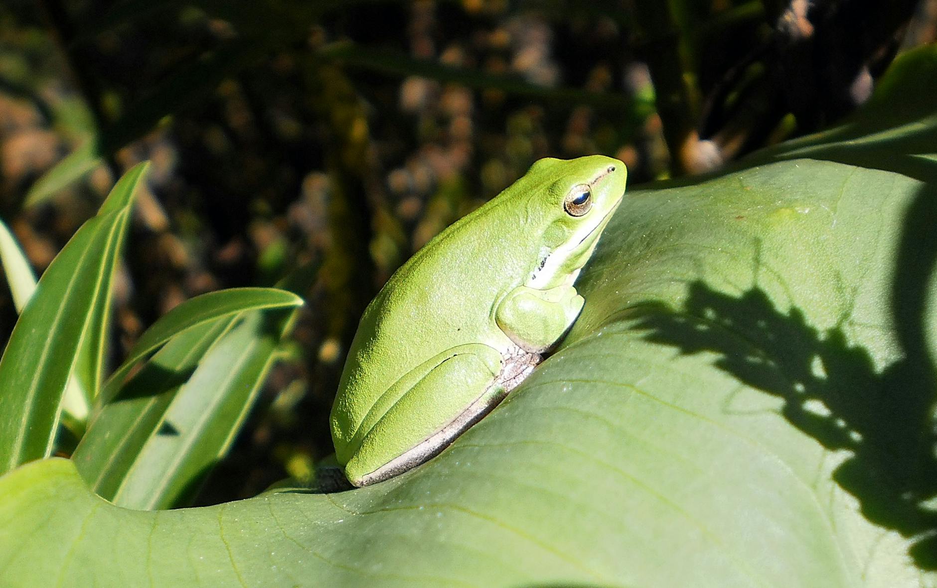 Rana enana africana nadando en el acuario