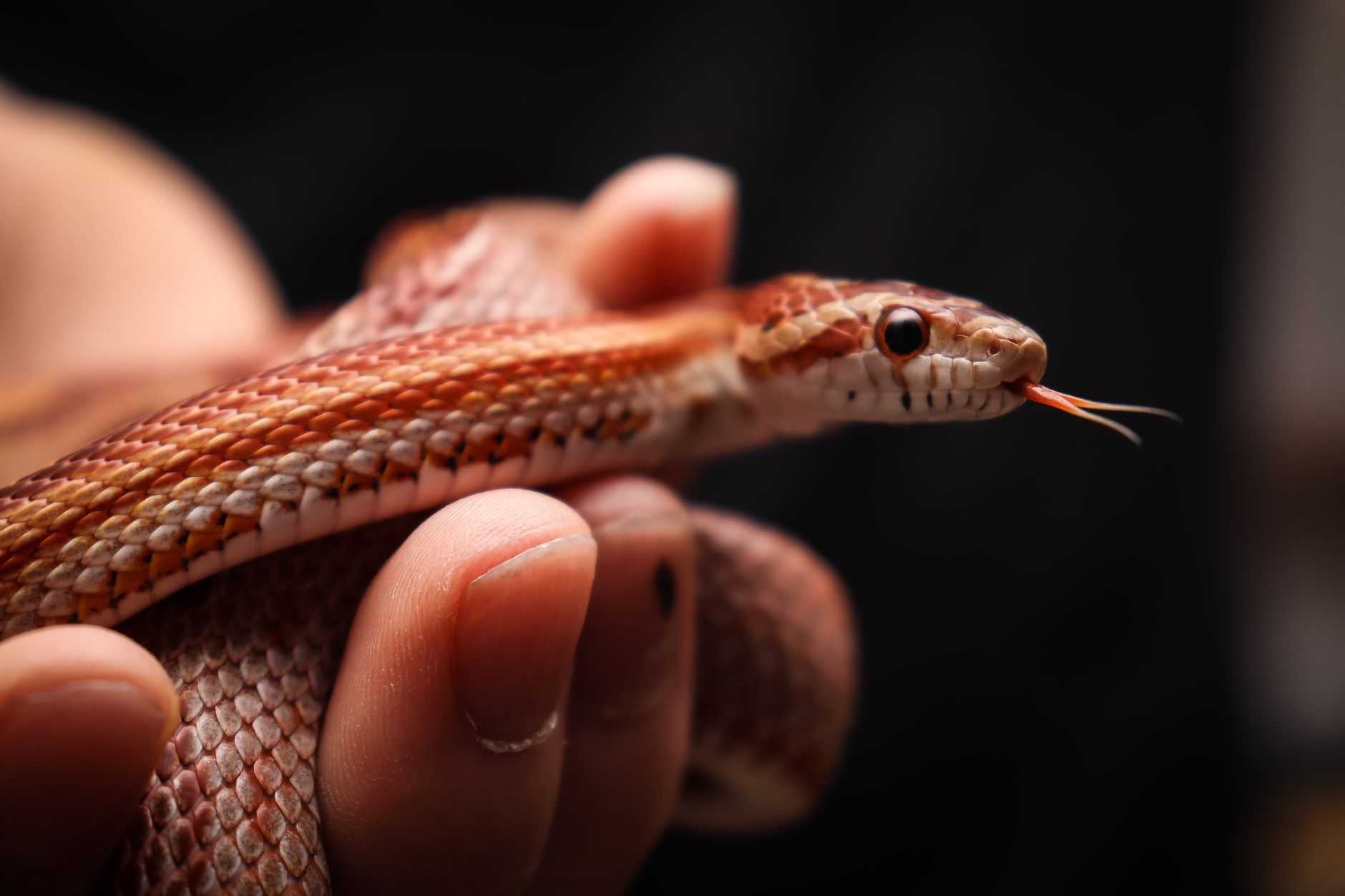 Serpiente del maíz sobre un sustrato seco