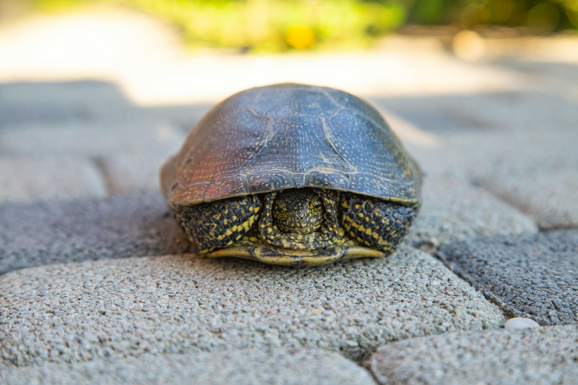 Tortuga rusa sobre tierra