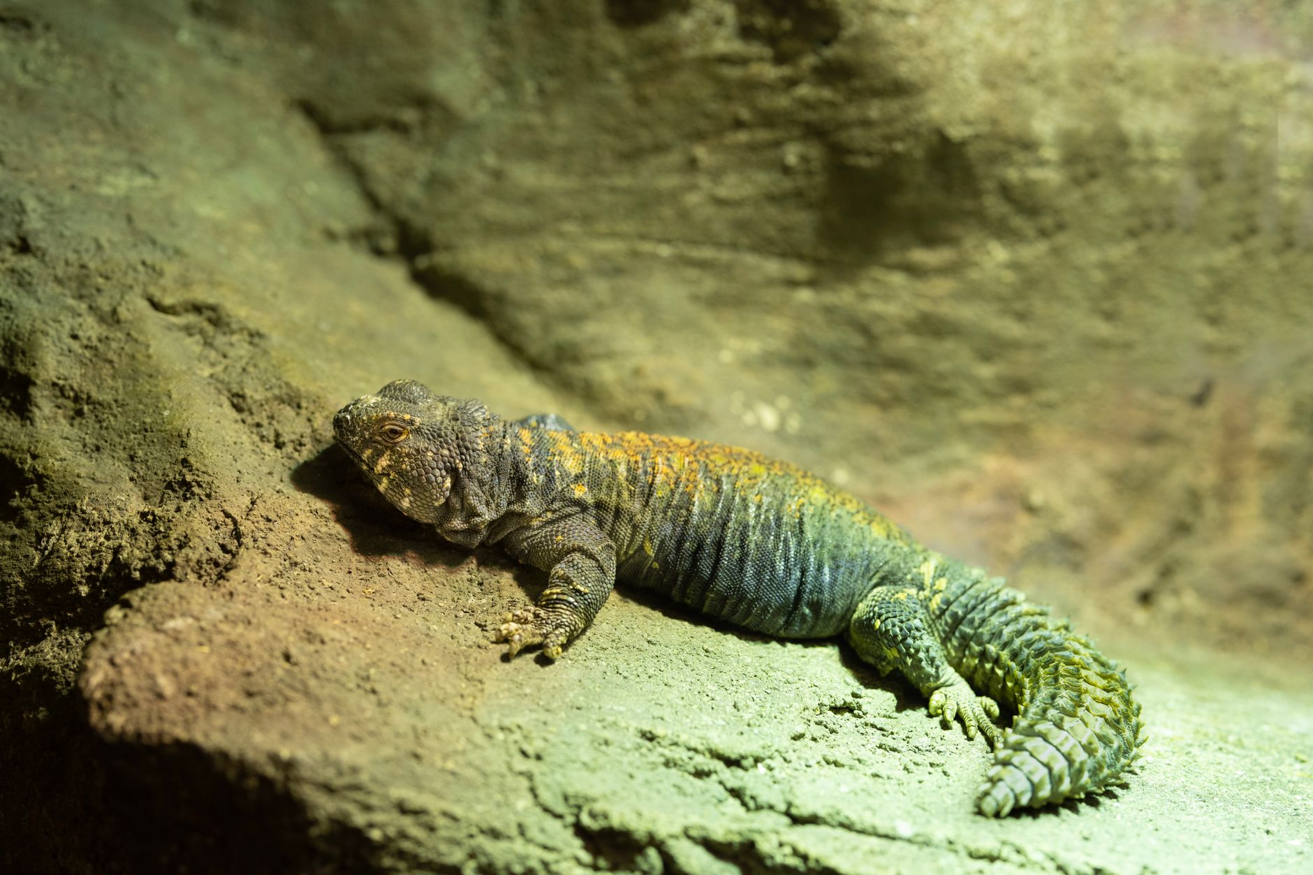 Uromastyx con su cola gruesa y espinosa